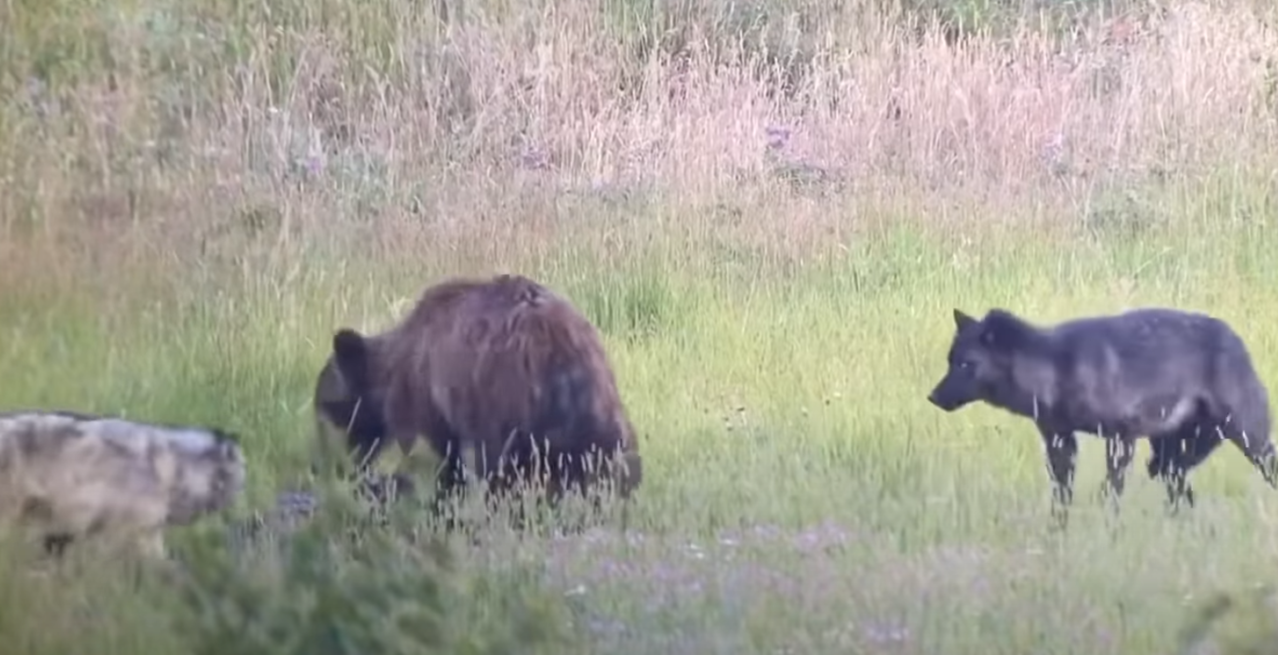 Video See Yellowstone Wolves Chase Grizzly