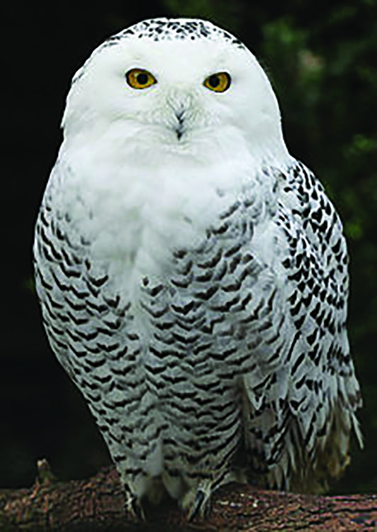 snowy owl