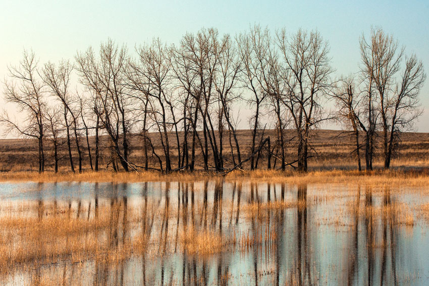 Bowdain wetland