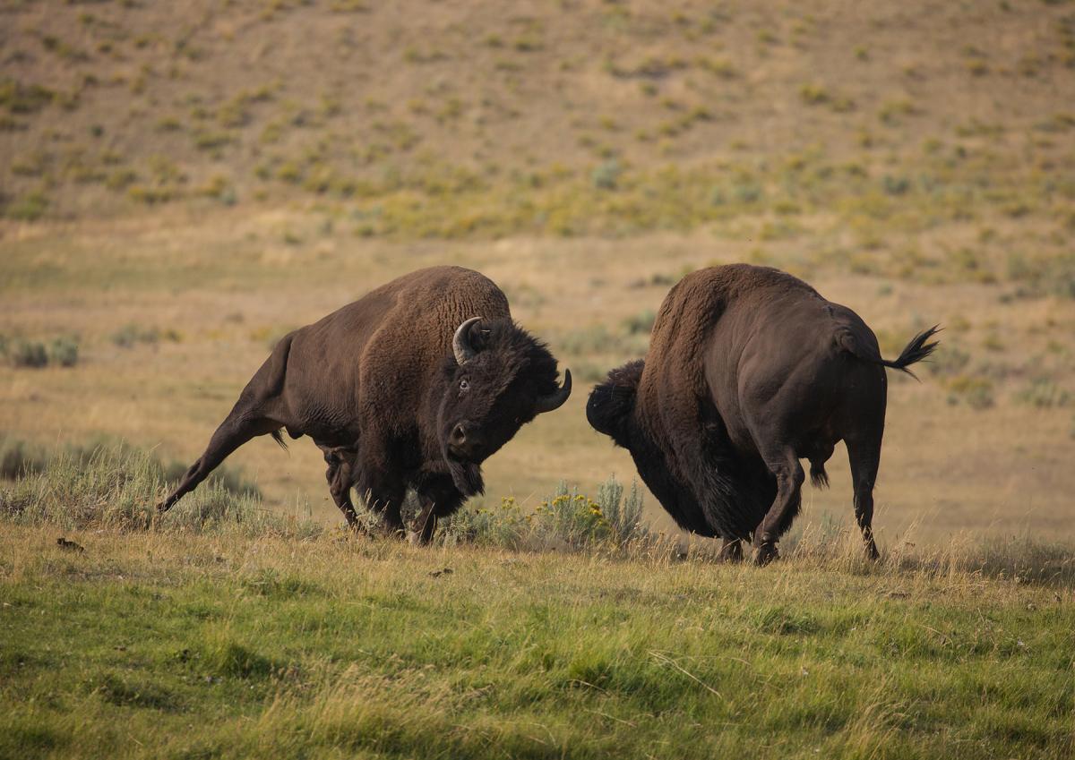 bison