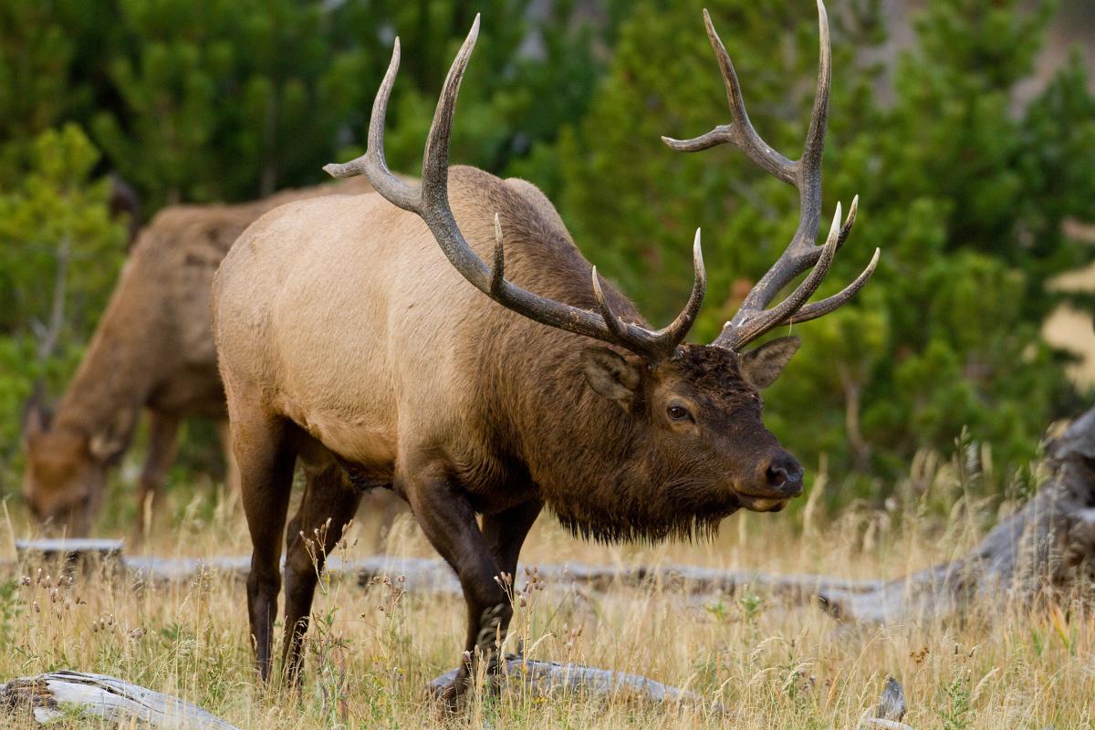 bull elk