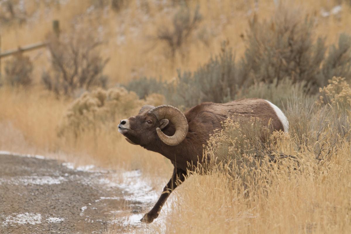 ram