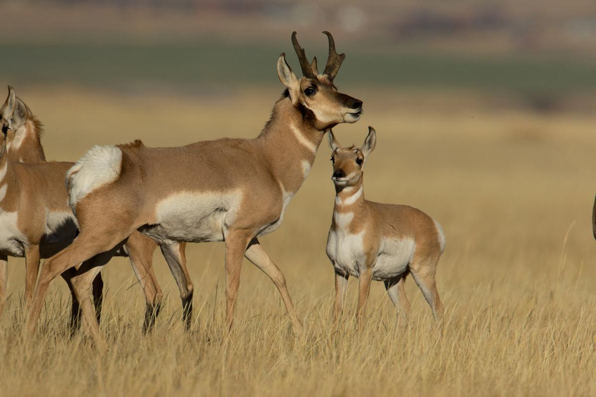bucks