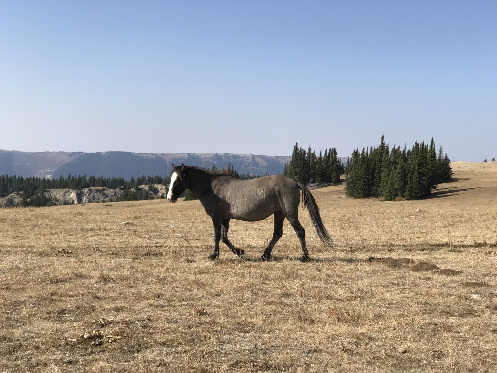 Pryor Mountain Horses