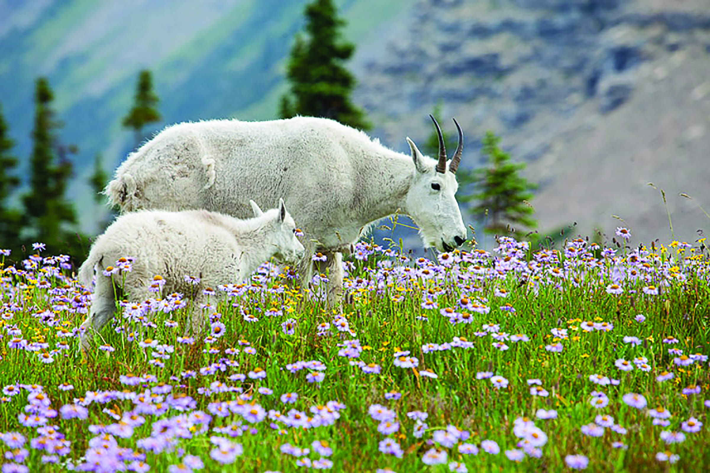mtn goats