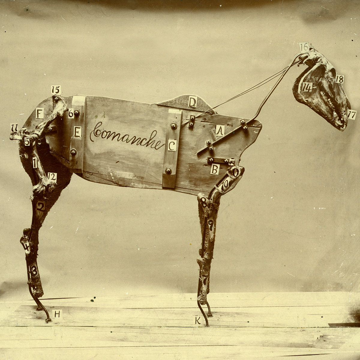 Comanche