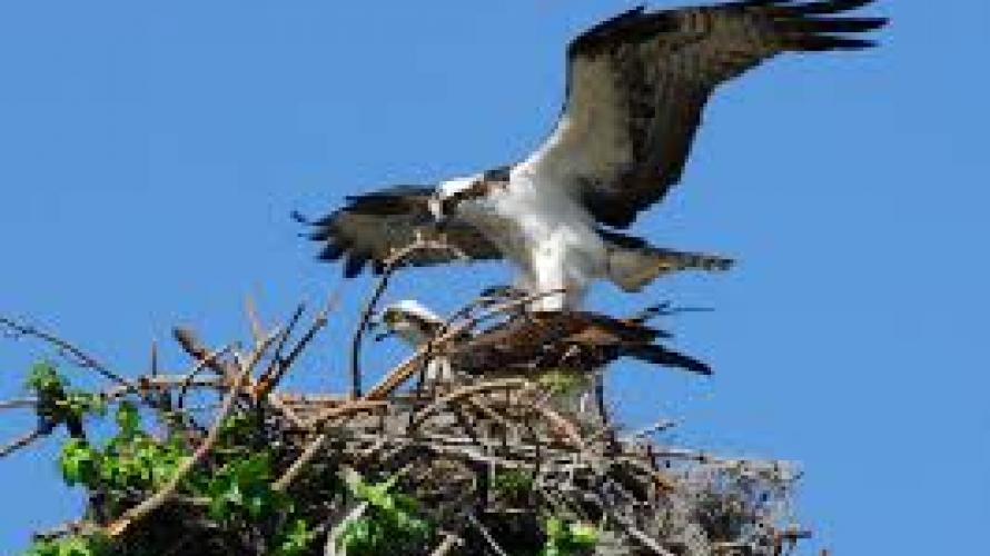 dunrovin osprey cam