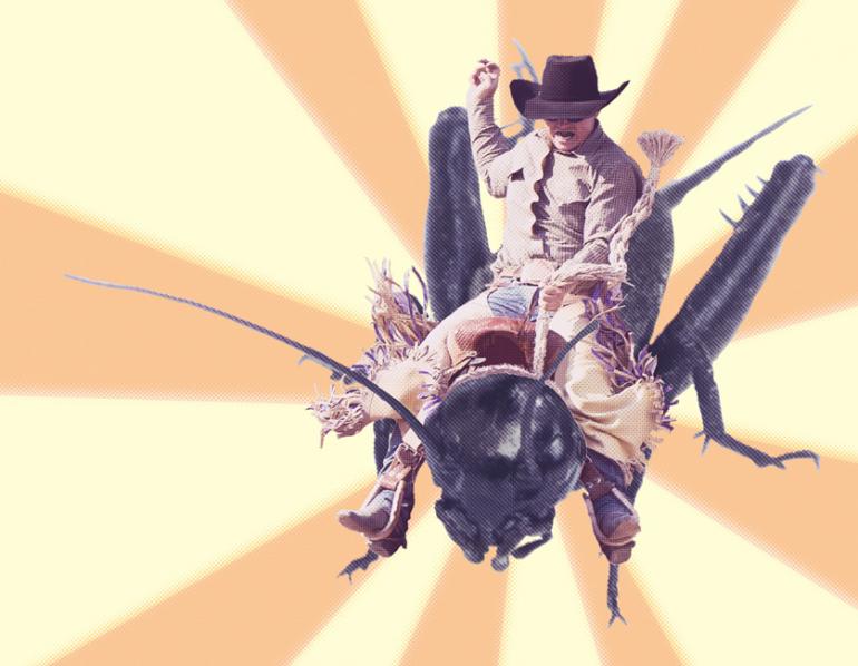 Cowboy cricket
