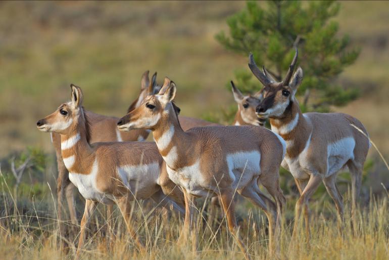 Carol Polich - The dominant buck herds his harem of does