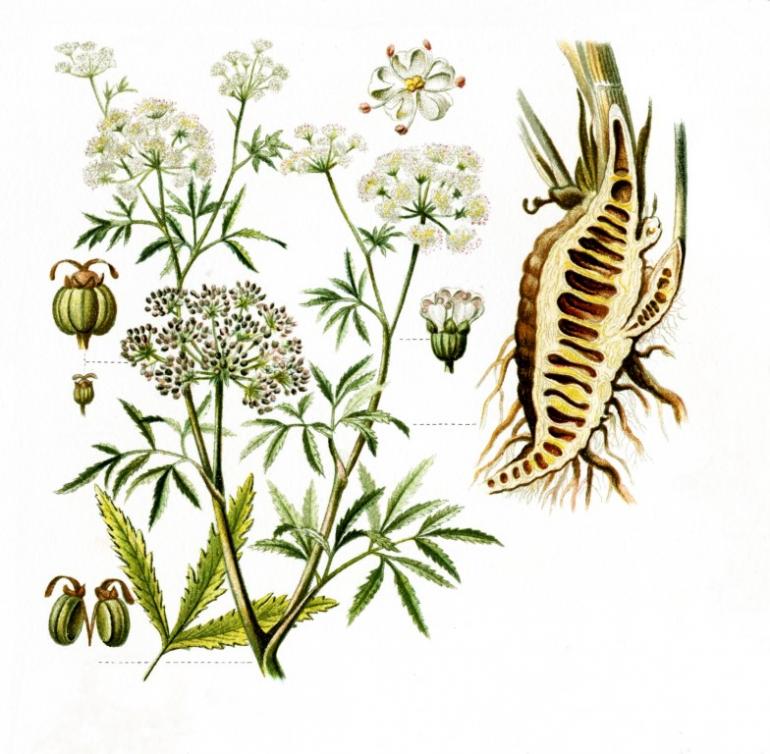 Water Hemlock