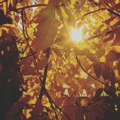 Sun through Autumn leaves