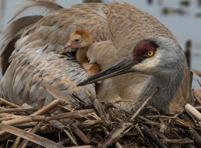 NEW BORN: Montana’s Sandhill Crane Babies