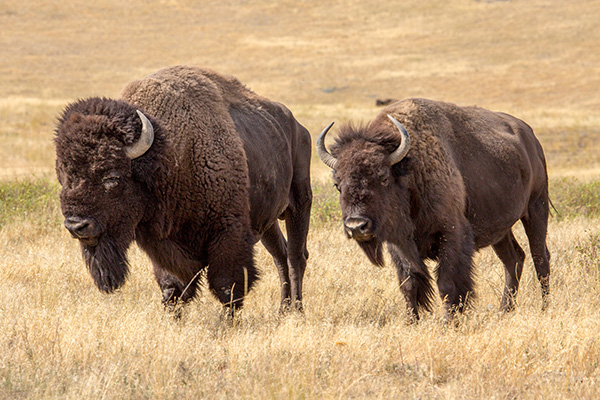 Rancher Meets Bison: A Montana Love Story