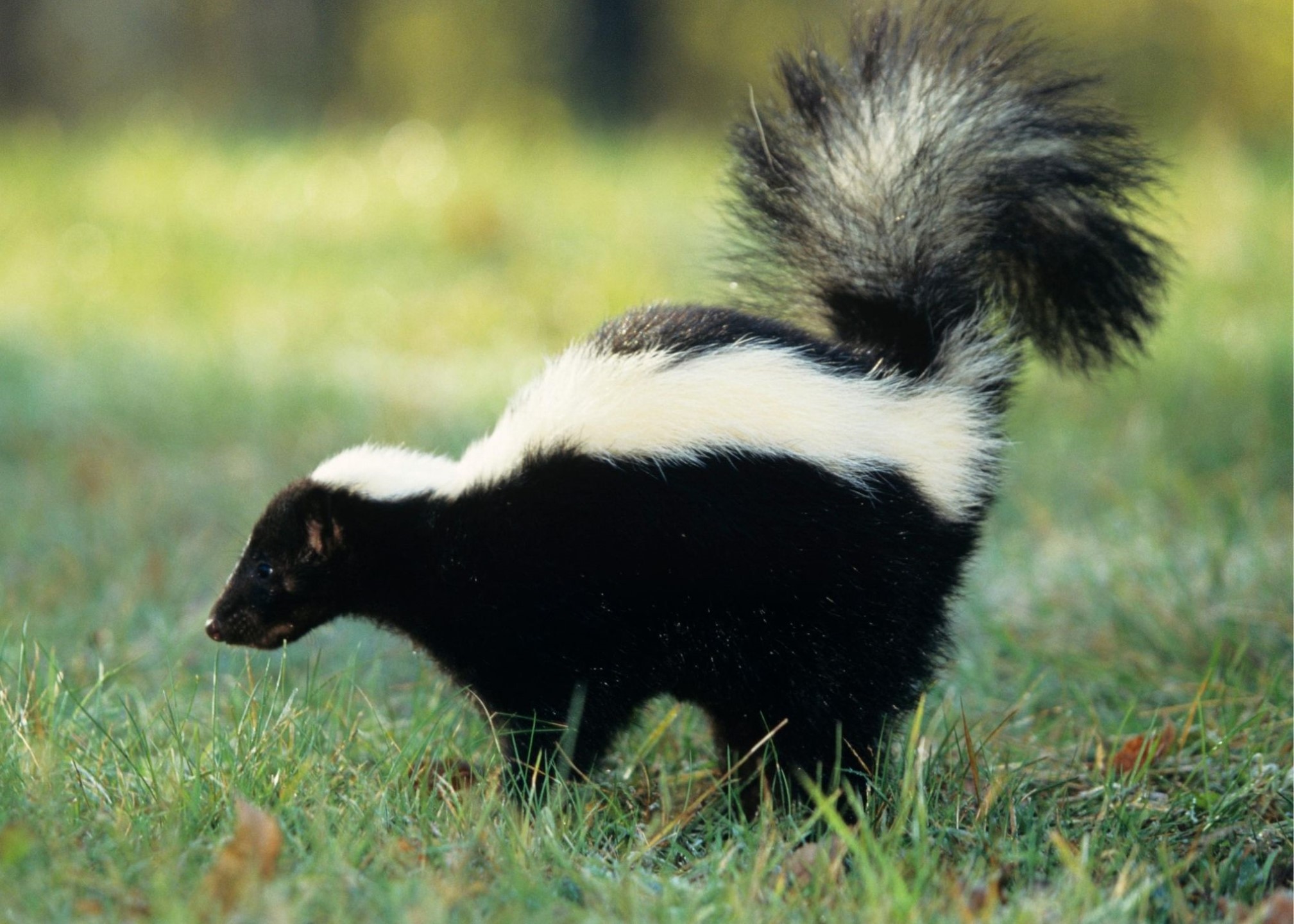 VIDEO: Lollipop the Skunk Combats Boredom By Painting