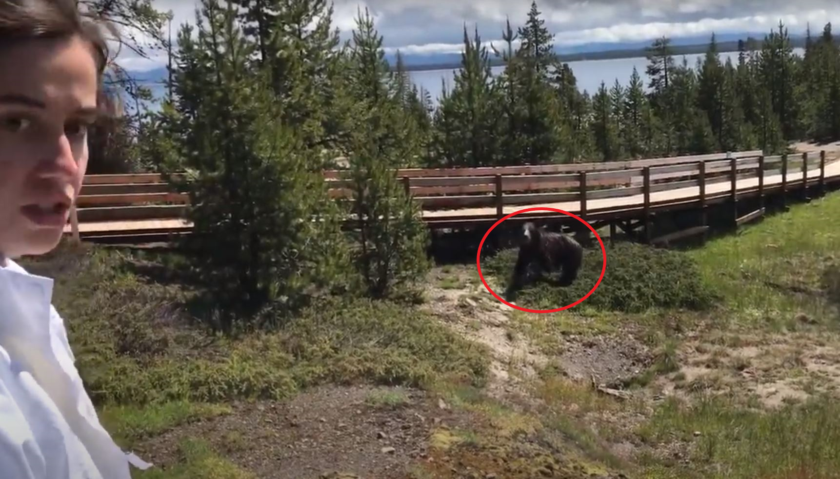 VIDEO Yellowstone Bear Chases After Elk, Gets Dangerously Close to People