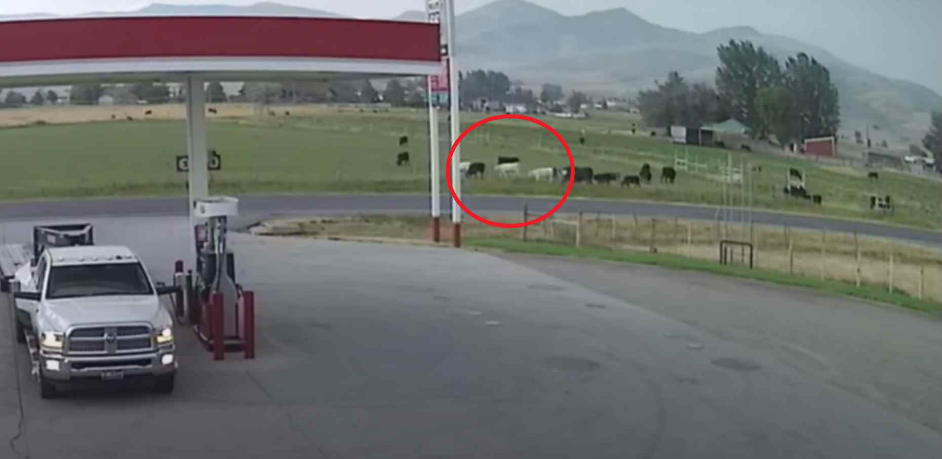 VIDEO: Camera Captures Lightning Strike Hitting Cow in a Field