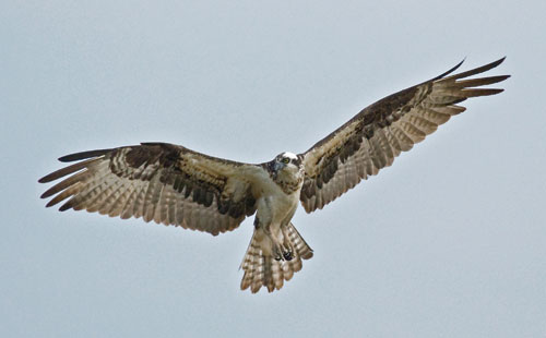 Raptors of Montana