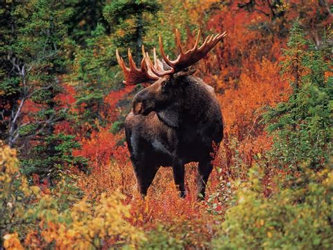 moose