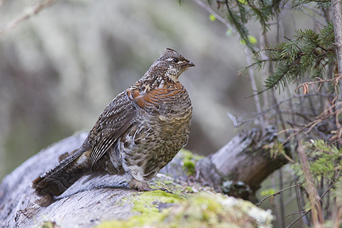 Montana Wildlife - Field Birds | Distinctly Montana Magazine