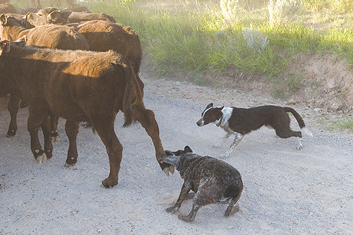 Montana Dog - Cattle and Herding | Distinctly Montana Magazine