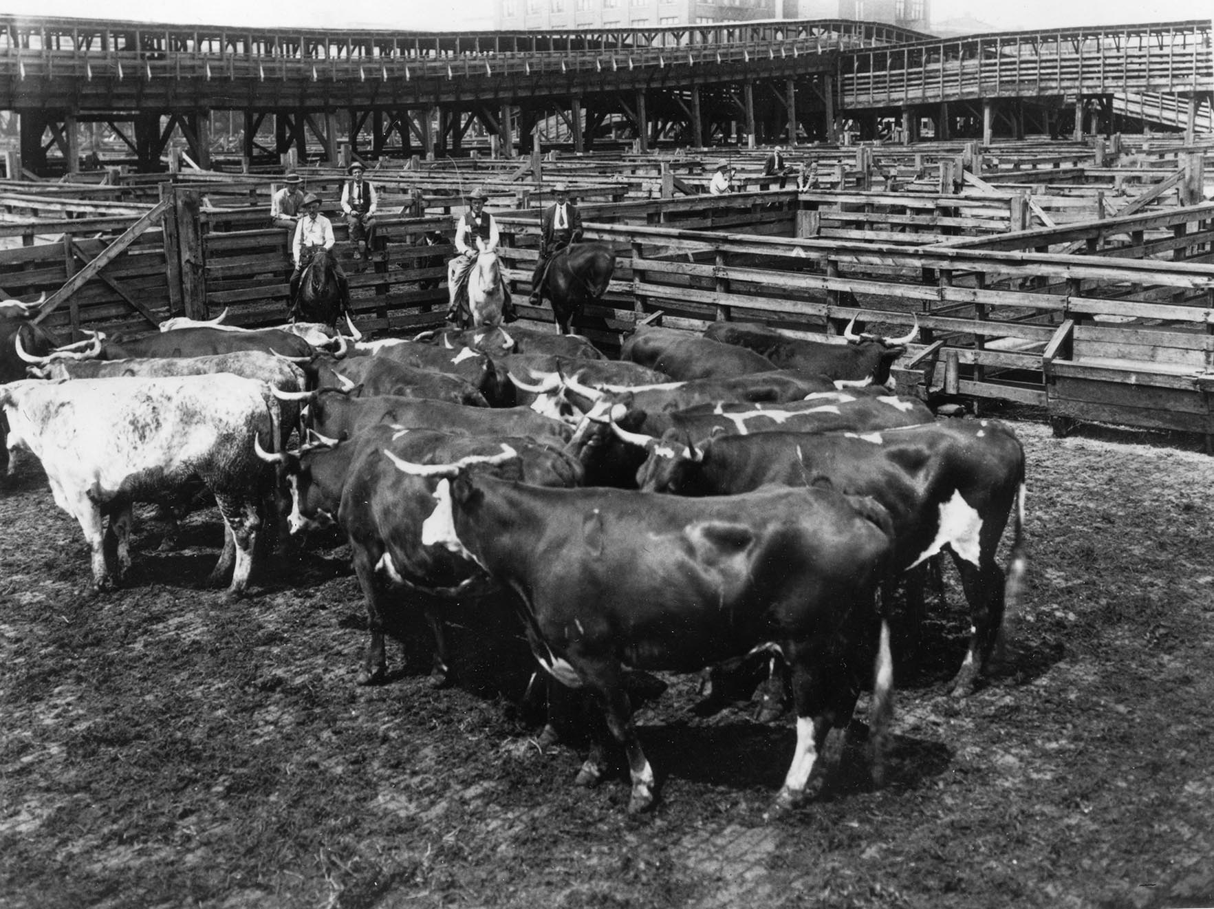 Cattle Rustling Cowboys Montana History Western Heritage Wild West ...