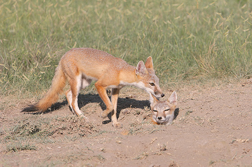 39+ Montana Wild Animals Image - Temal