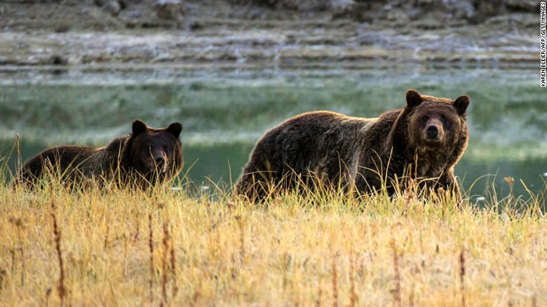 grizzly bears in Montana