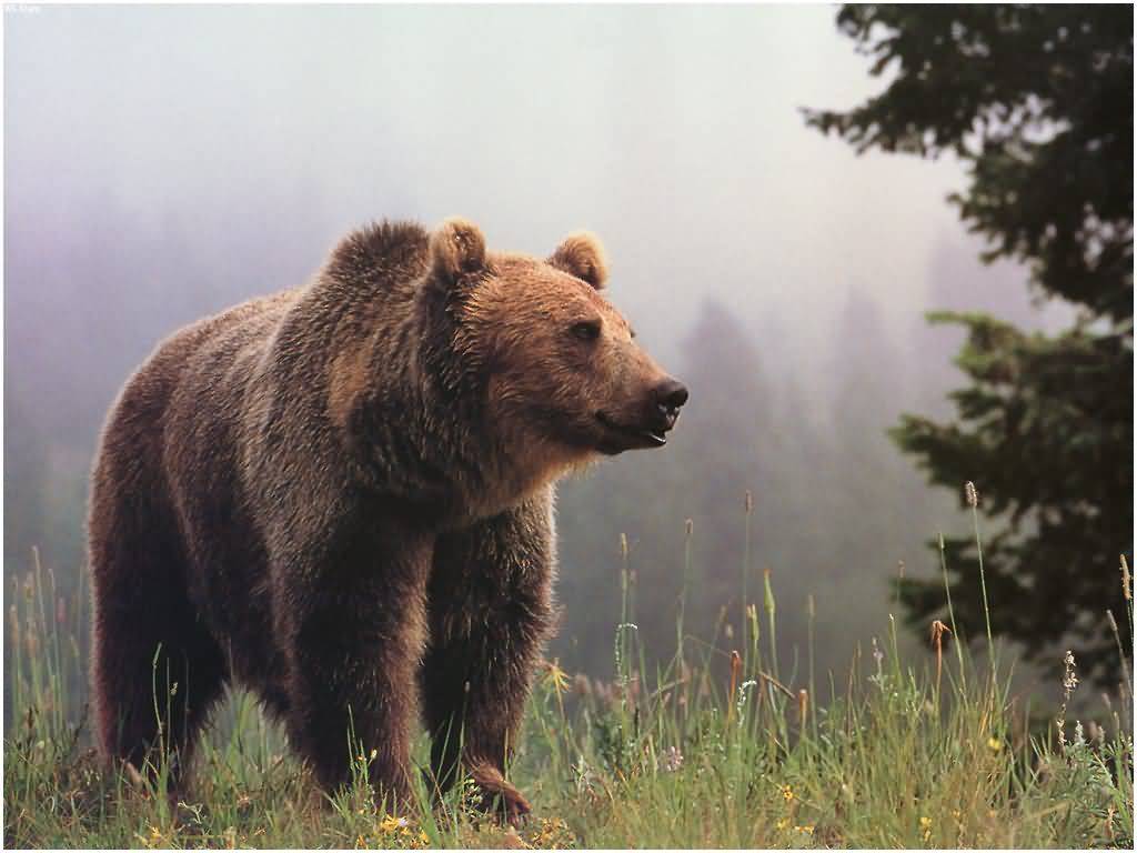 grizzly bear