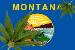 Montana marijuana