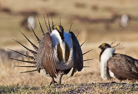 sage grouse