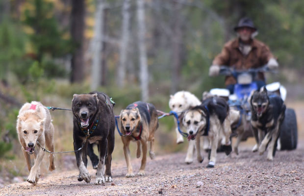 sled dogs