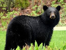 black bear