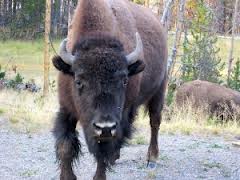 bison