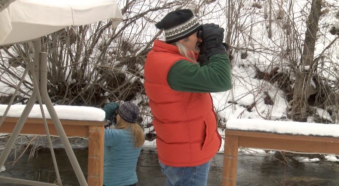 Christmas bird watch in Bozeman