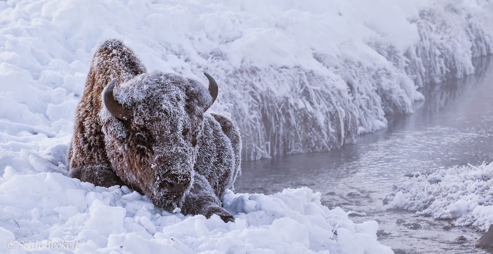 bison in Yellowstone winter