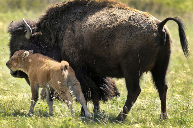 National Bison Range