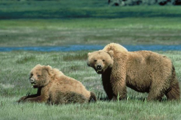 grizzly bears