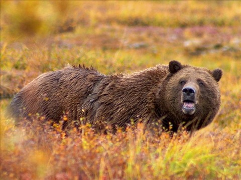 Montana grizzly