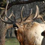 elk crossing