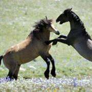 mustangs in Montana