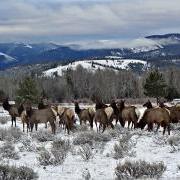 Montana elk