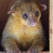 kinkajou