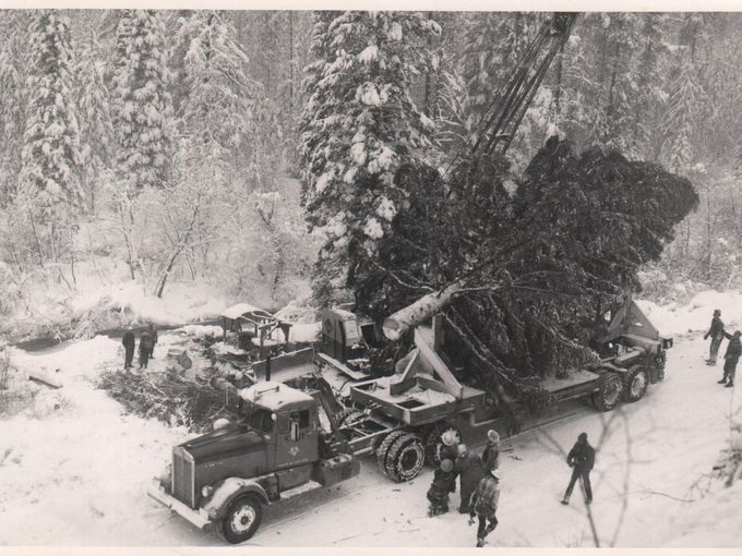 National Christmas tree from Montana