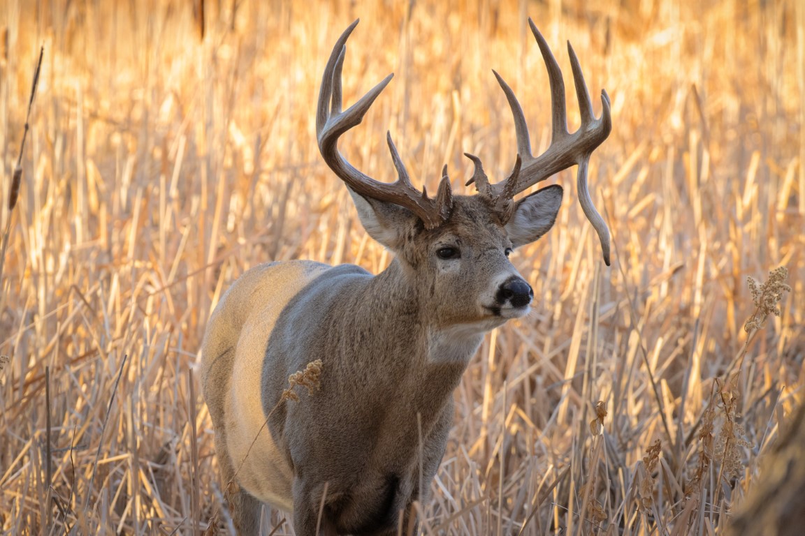 VIDEO: Watch the Moment a Drop Tine Buck Deer Shakes His Antler Off