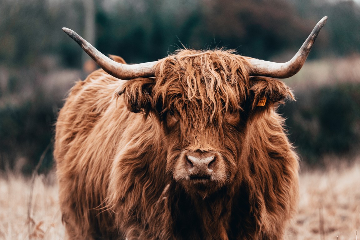 scotch highland cattle