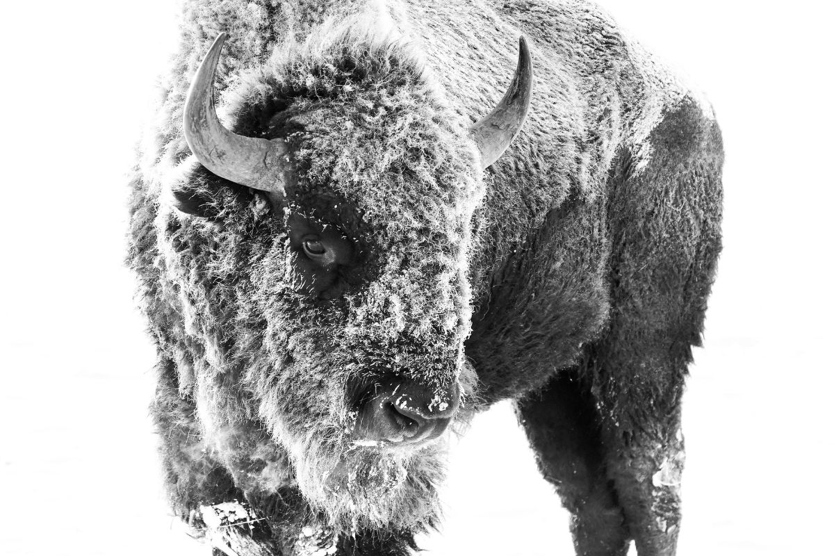 Bison winter