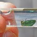 emerald ash borer