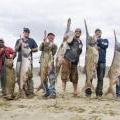 Yellowstone paddlefish