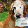 Montana Dog eats cash