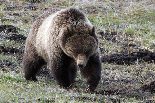 NEWS: Grizzly Bear Attacks and Kills Bicyclist Camping Near Ovando